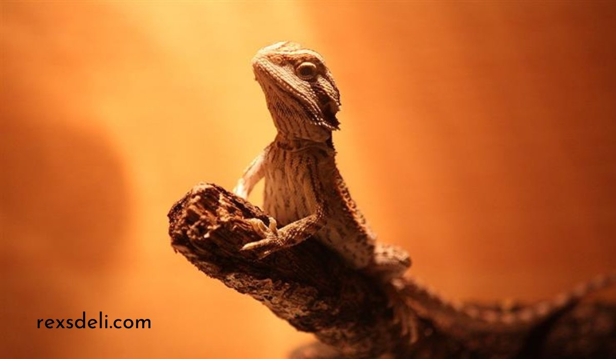 how much do bearded dragons cost