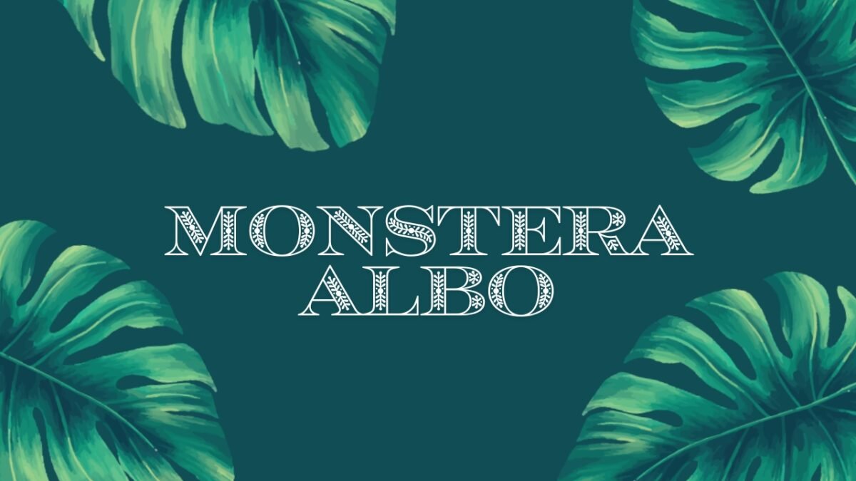 monstera albo