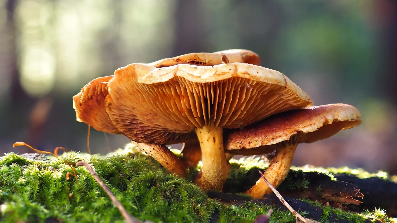 Mushrooms Popping Up In Your Lawn