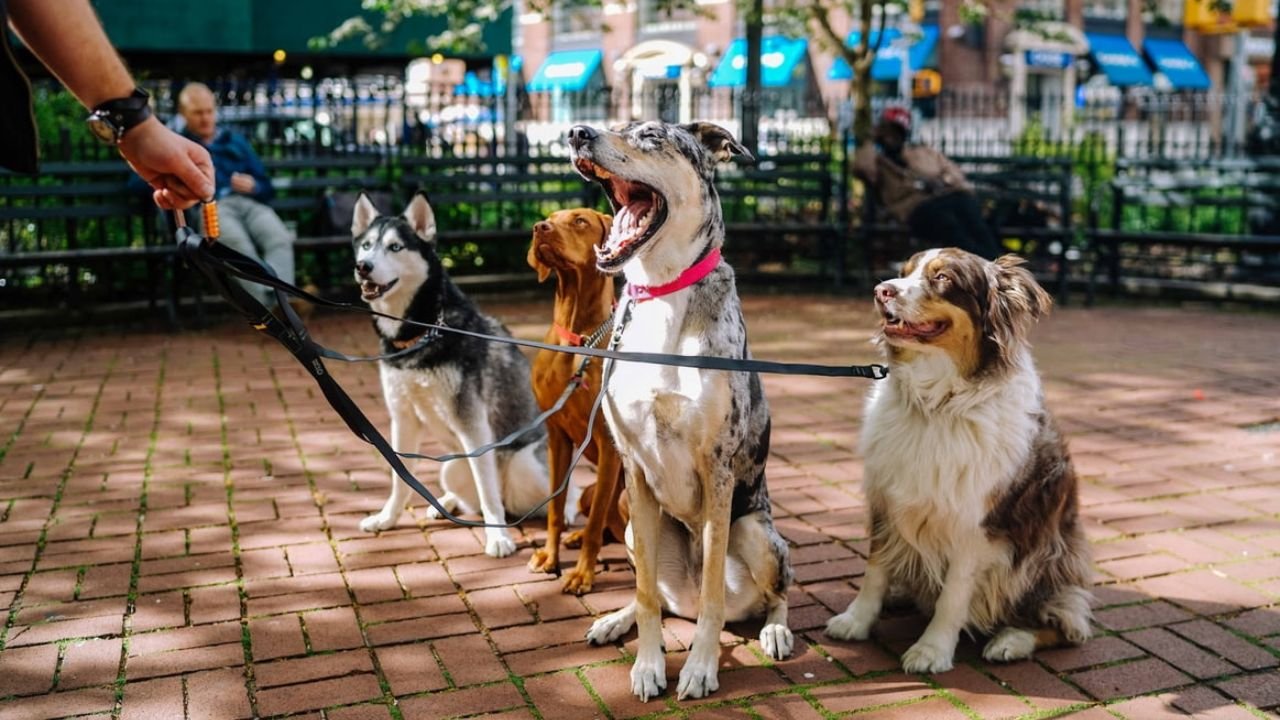 Dog Friendly Restaurants Near Me