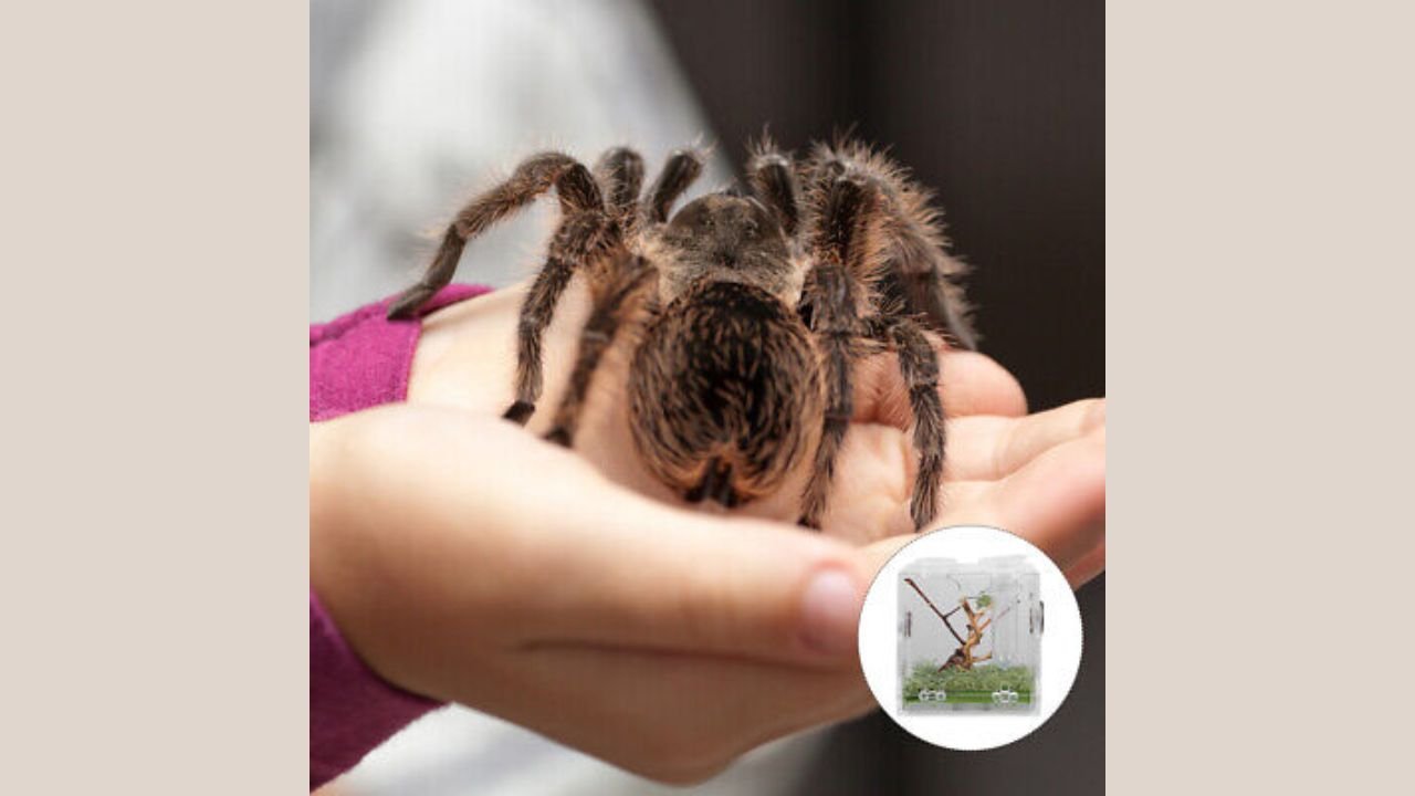 Jumping Spider Enclosure