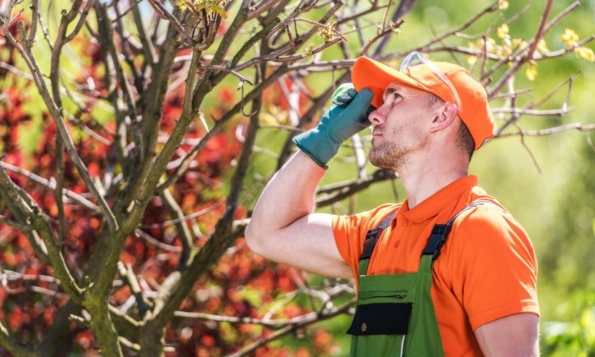 Tree Inspections