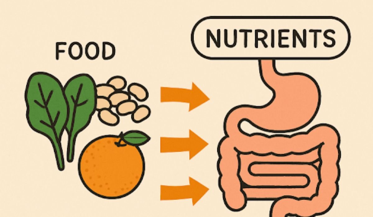 Bioavailable Nutrients