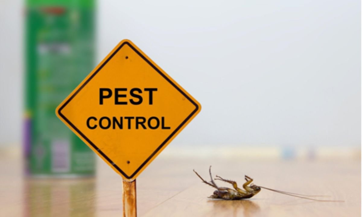 Safe and Effective Pest Control Solutions