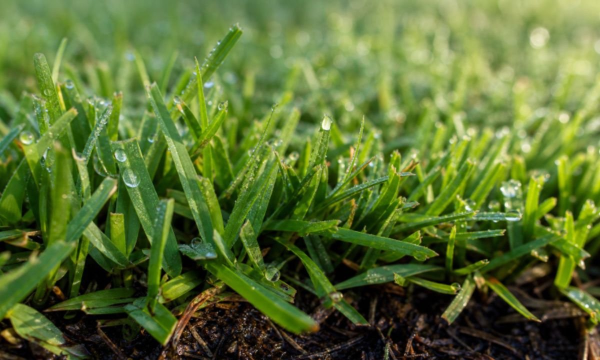 How to Build a Water-Wise Lawn in Florida
